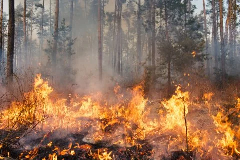 Hesen Waldbrand Bild -